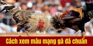 Cách Xem Màu Mạng Đá Gà Hôm Nay - Chọn Gà Đẹp Trong Ngày