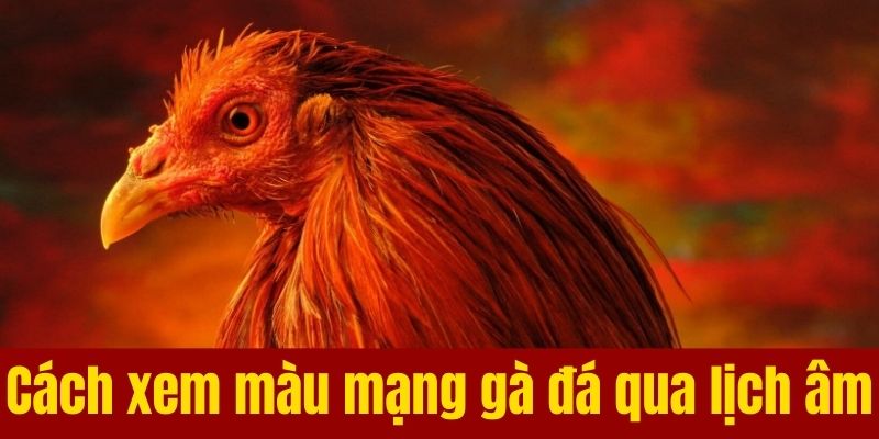Cách xem màu mạng gà đá qua lịch âm