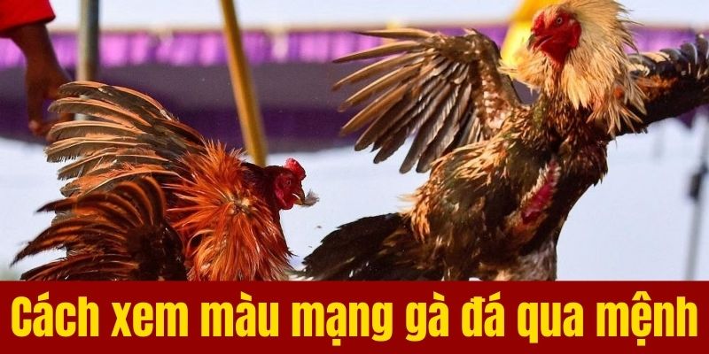 Cách xem màu mạng gà đá qua mệnh