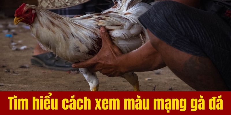 Tìm hiểu cách xem màu mạng gà đá